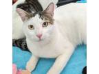 Adopt Chonk a Domestic Short Hair