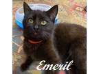 Adopt Emeril (Purrs the moment he sees you. Gentle, loving kitten ready for a