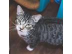 Adopt Wobbles a Domestic Short Hair