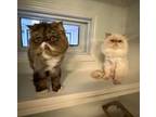 Adopt Bean and Thunder a Persian