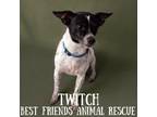 Adopt Twitch a Jack Russell Terrier