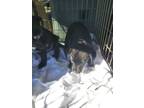 Adopt Dasher a Black Labrador Retriever