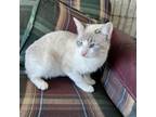 Adopt Tom Tom without The Pom Poms a Domestic Short Hair, Siamese