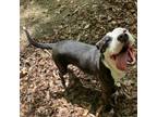 Adopt Prince a American Staffordshire Terrier