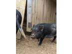 Adopt Henry a Pig