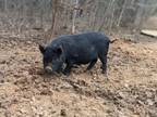 Adopt Wattles a Pig