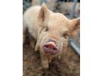 Adopt Jeronimo a Pig