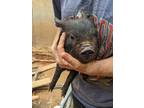 Adopt Ignacio a Pig