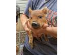 Adopt Franck a Pig