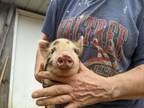 Adopt Brandon a Pig