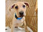 Adopt Oliver a Labrador Retriever