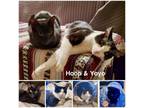 Adopt Hoop & Yoyo a American Shorthair
