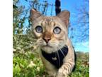 Adopt SIMBA - the Gorgeous RARE Snow Lynx Bengal a Bengal, Siamese