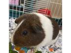 Adopt Cocoa a Guinea Pig