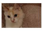 Adopt Eubanks a Siamese, Domestic Medium Hair