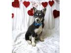 Adopt Tritan a Husky