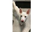 Adopt Doochi a Jindo, Mixed Breed