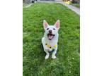 Adopt Doochi a Jindo, Mixed Breed