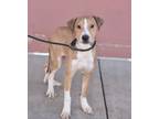 Adopt Sneezy a Hound