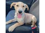 Adopt Calvin a Labrador Retriever