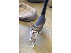 Beaver, Domestic Shorthair For Adoption In Portland, Indiana