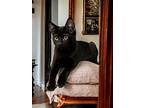 Ninja, Domestic Shorthair For Adoption In West Hills, California