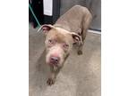 Wisteria Ii 80, American Pit Bull Terrier For Adoption In Cleveland, Ohio