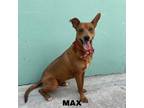 Adopt Max a Basenji, Mixed Breed
