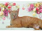 Taffy, Domestic Shorthair For Adoption In Culpeper, Virginia