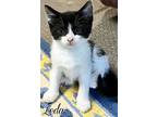 Larissa *kitten*, Domestic Shorthair For Adoption In Culpeper, Virginia