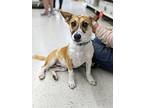 Milo, Fox Terrier (toy) For Adoption In Ladson, South Carolina