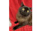 Olive, Domestic Longhair For Adoption In Athens, Tennessee