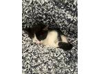 Cooper, Domestic Shorthair For Adoption In Lorain, Ohio