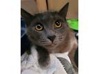Cloudy (24-063), Domestic Shorthair For Adoption In Seven Valleys, Pennsylvania