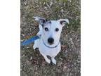 Adopt Skippy a Jack Russell Terrier