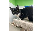 Harlow And Pumpkin, Domestic Shorthair For Adoption In Roslyn, Washington