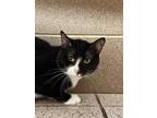 Oreo, Domestic Shorthair For Adoption In Wausau, Wisconsin