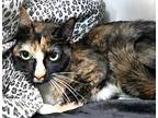 Chatty Cathy, Domestic Shorthair For Adoption In Forked River, New Jersey