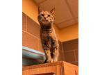 Jolie, Domestic Shorthair For Adoption In Wausau, Wisconsin