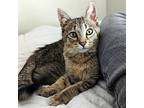 Adzuki, Domestic Shorthair For Adoption In Orlando, Florida