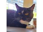 Chloe, Domestic Shorthair For Adoption In Lewiston, Maine