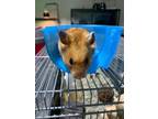 Adopt Sokka a Hamster