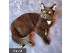 Kylo, Domestic Shorthair For Adoption In Toronto, Ontario
