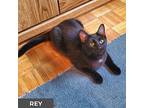 Rey, Domestic Shorthair For Adoption In Toronto, Ontario