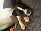 Loki, American Pit Bull Terrier For Adoption In Newport News, Virginia