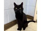 Tobie, Domestic Shorthair For Adoption In Lowell, Massachusetts