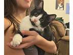 Kelce, Domestic Shorthair For Adoption In Lexington, North Carolina