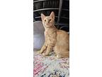 Oliver, Domestic Shorthair For Adoption In Hanover, Pennsylvania