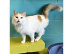 Adopt Aspen a Domestic Long Hair