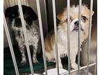 Sebastian, Jack Russell Terrier For Adoption In Sidney, Nebraska